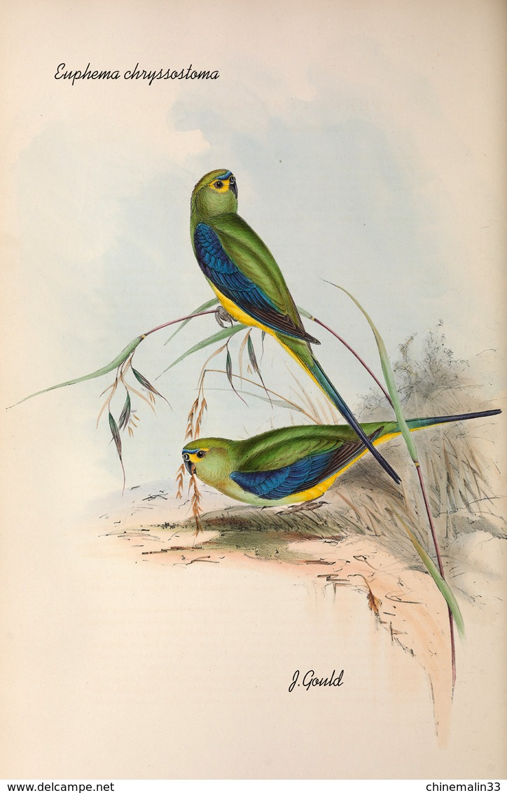 Ornithologie collection de 40 cartes  thème les Oiseaux de John Gould dimension 9x14 légende au verso 88 photos