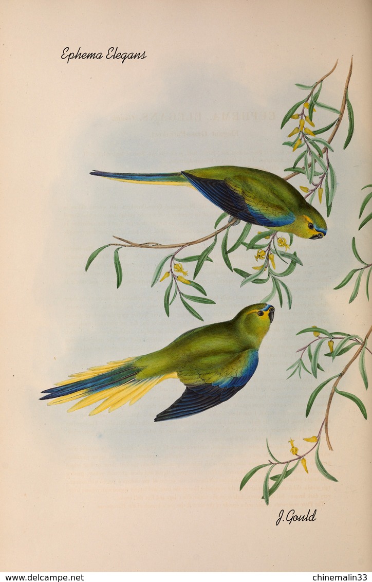 Ornithologie collection de 40 cartes  thème les Oiseaux de John Gould dimension 9x14 légende au verso 88 photos