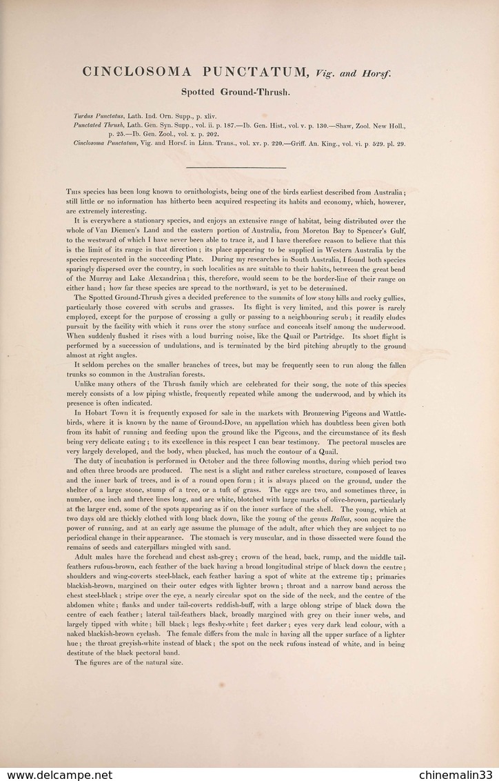 Ornithologie collection de 40 cartes  thème les Oiseaux de John Gould dimension 9x14 légende au verso 88 photos