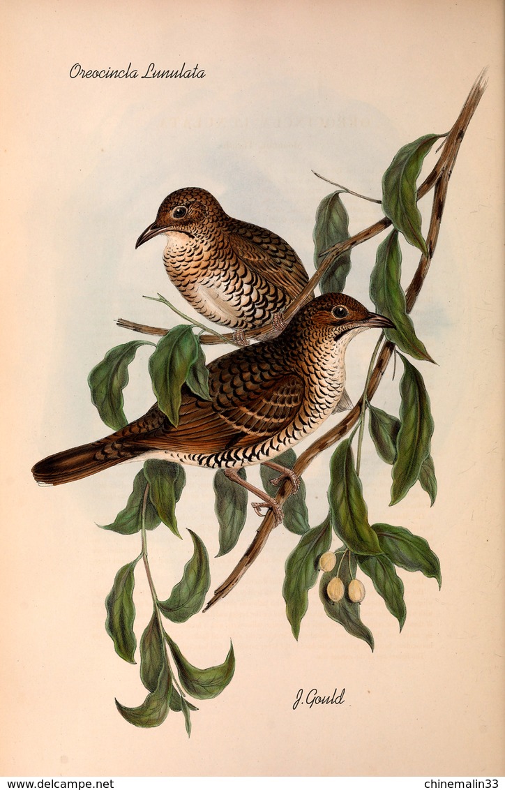 Ornithologie collection de 40 cartes  thème les Oiseaux de John Gould dimension 9x14 légende au verso 88 photos