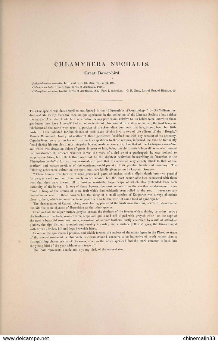 Ornithologie collection de 40 cartes  thème les Oiseaux de John Gould dimension 9x14 légende au verso 88 photos