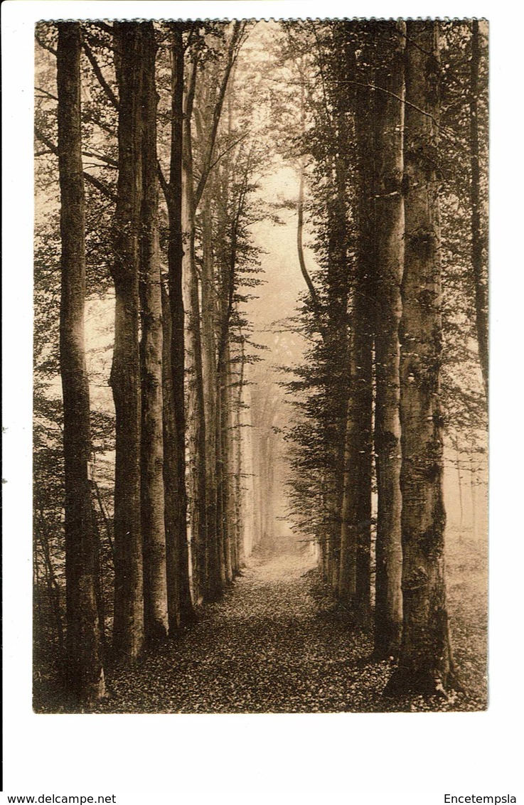 CPA - Carte Postale -BELGIQUE -Bruxelles Auderghem -Drève Des Enfants Noyés-1914 VM1865 - Bossen, Parken, Tuinen