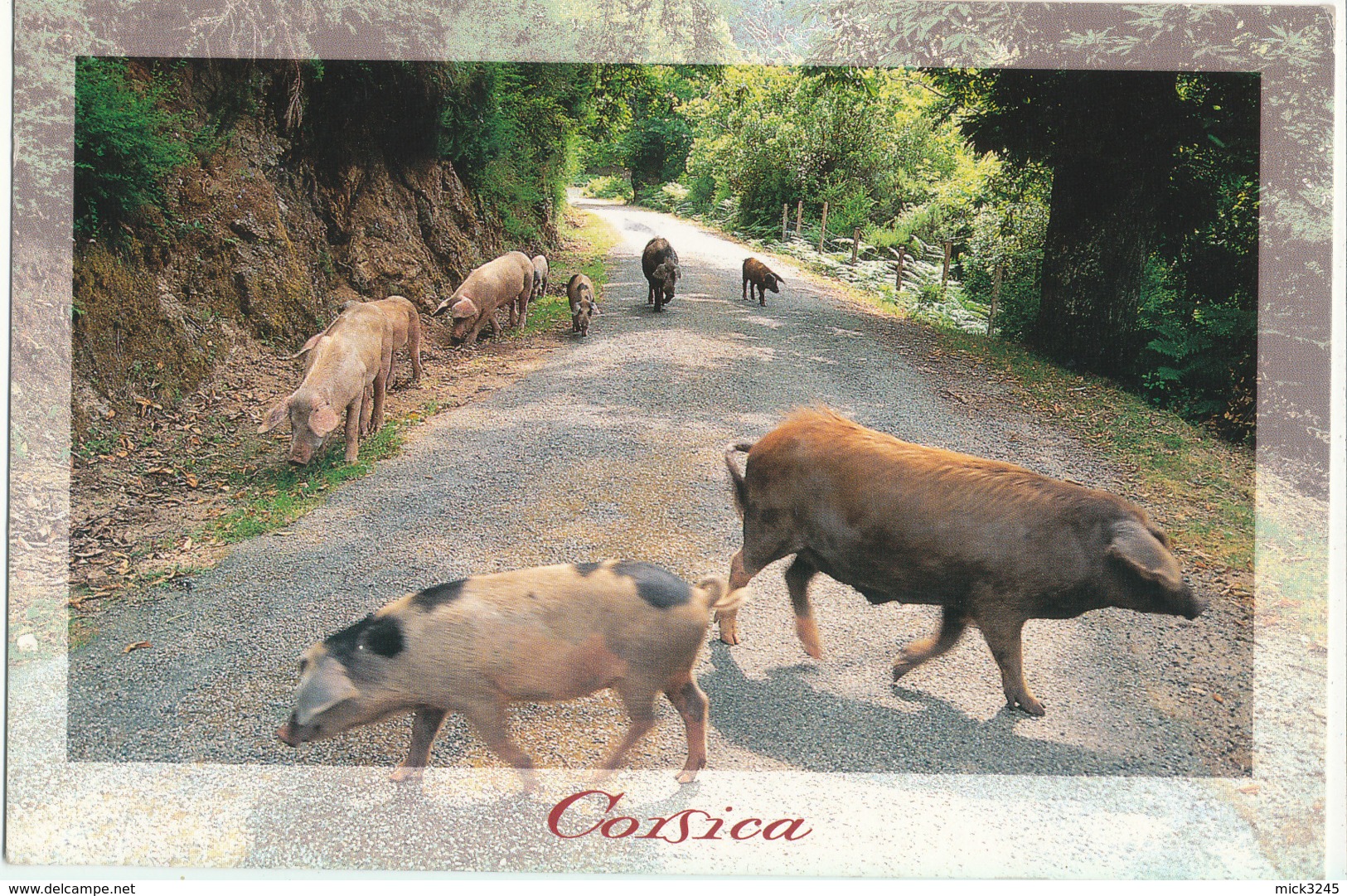 Cochons En Corse - Ed Subervie - Cochons