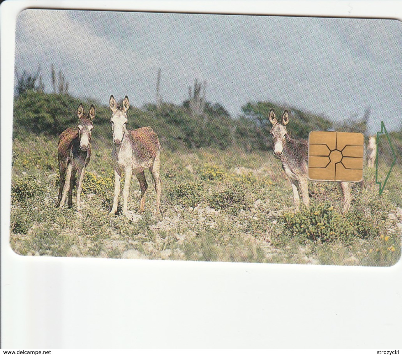 Bonaire - Donkeys - Antille (Olandesi)