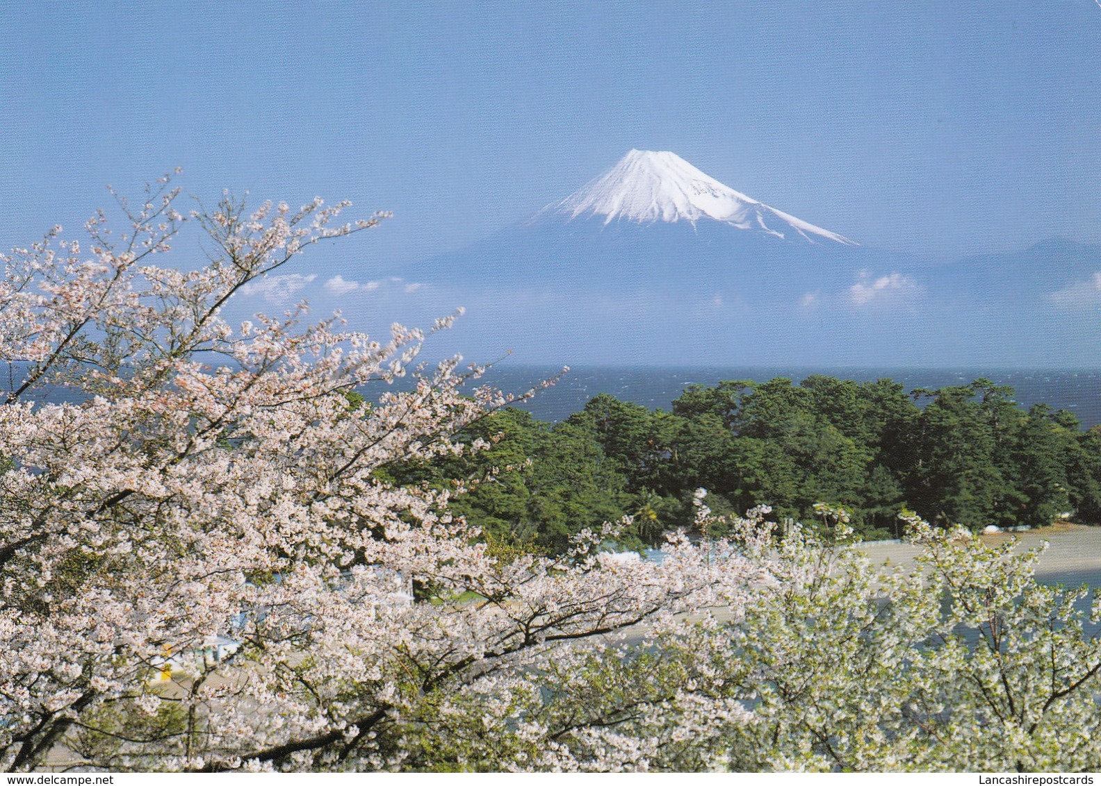 Postcard Japan Mount Fuji And Cherry Blossoms My Ref  B23502 - Other & Unclassified