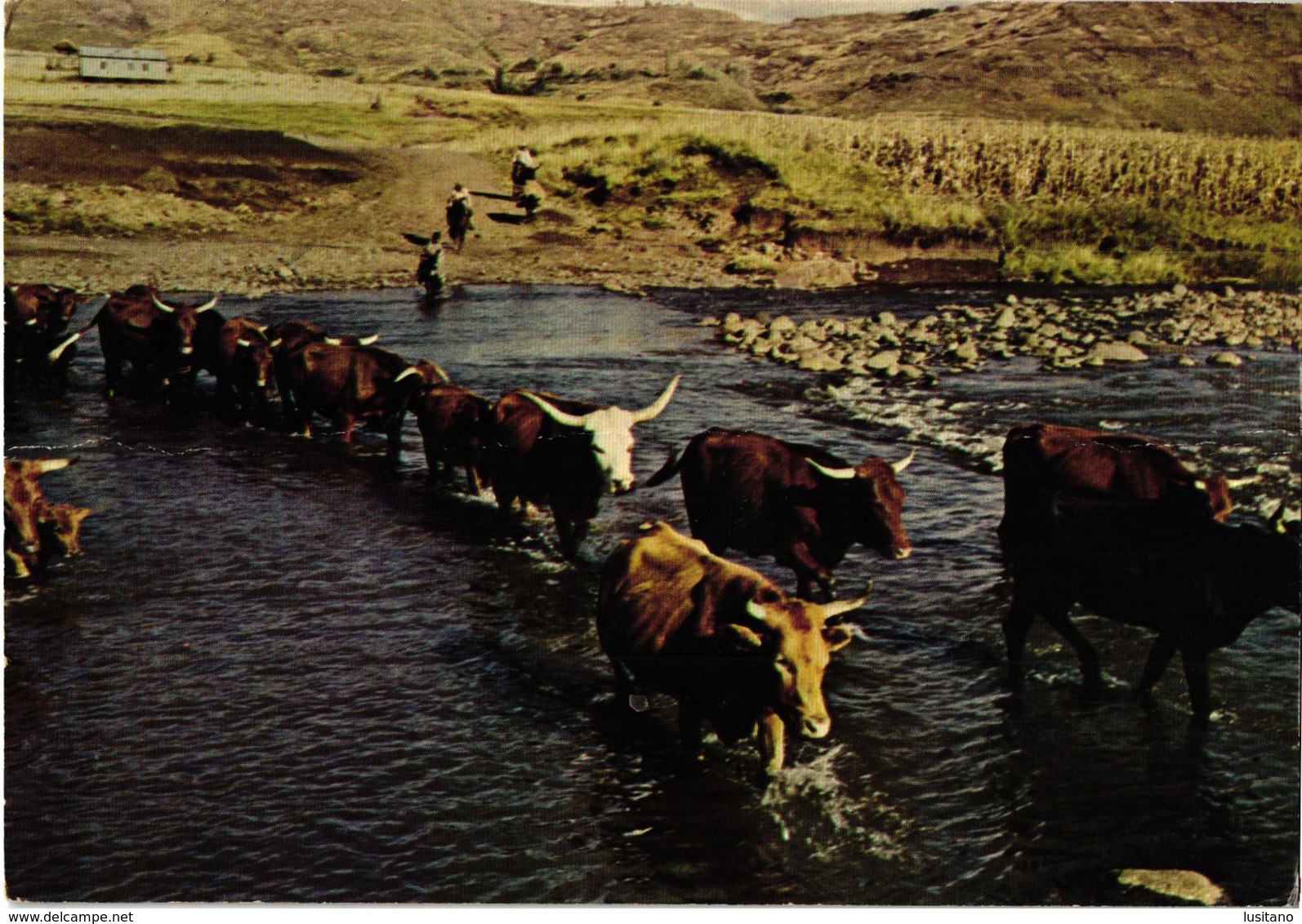 Lesotho - Fording The Makhaleng - Cow Vache - Used Postcard And Stamp Timbre - Lesotho