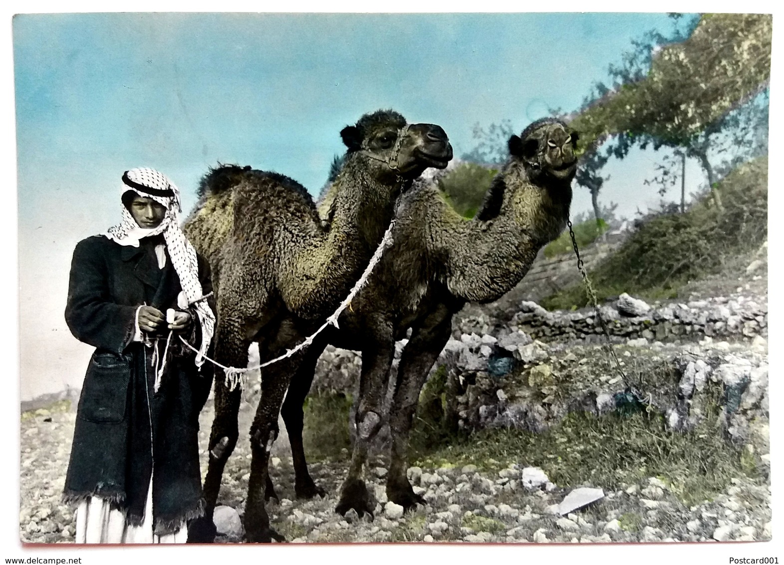 #784  Camelar Of Iraq, Camel, Sahara Desert - Used Postcard 1961 - Asia