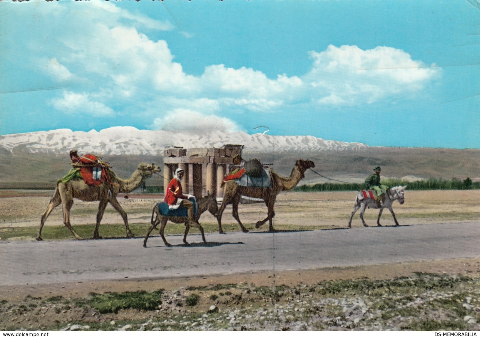 Liban Baalbeck - Camel Caravane - Lebanon