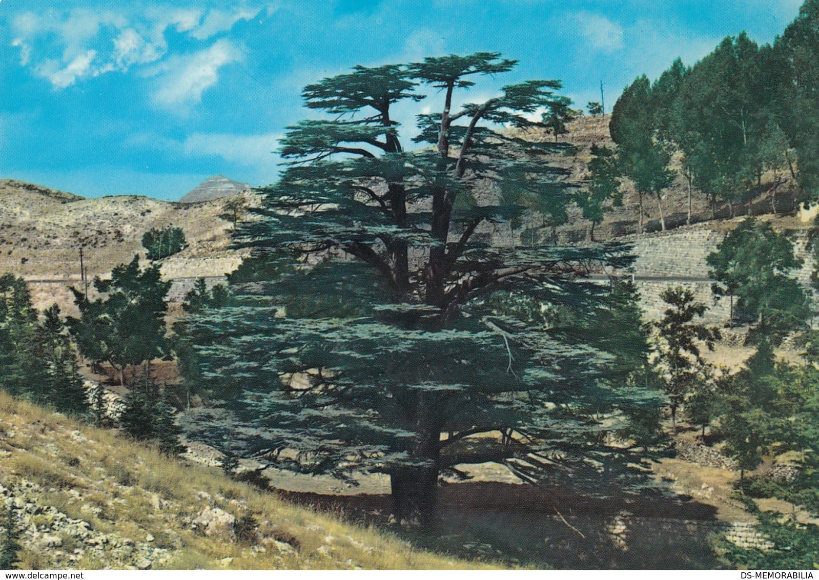 Liban - The Cedars In Summer - Libano