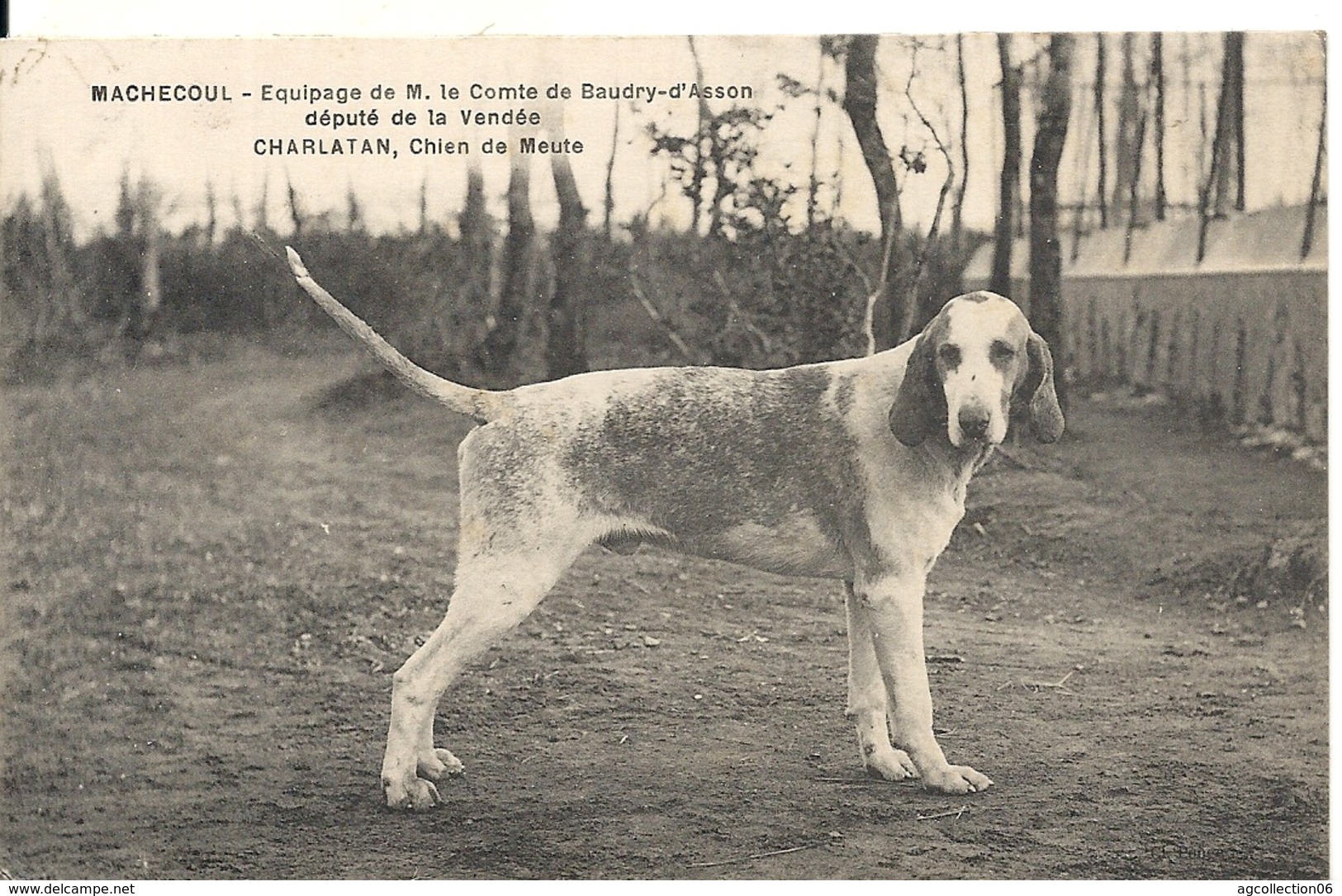 CHIEN DE CHASSE. CHARLATAN. EQUIPAGE DU COMTE DE BAUDRY-D'ASSON. MACHECOUL - Chiens