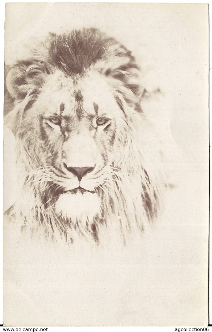 CARTE PHOTO TETE DE LION - Leeuwen