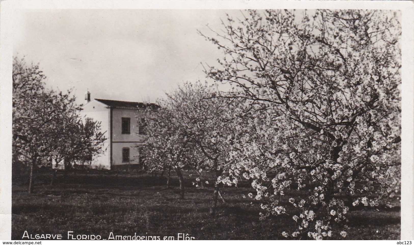 Portugal ALGARVE AMENDOEIRAS  EM FLOR - Autres & Non Classés