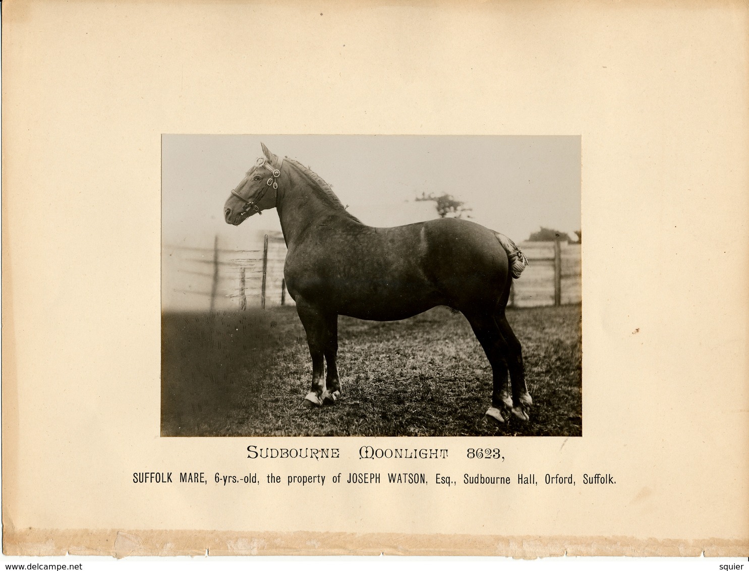 Horse, Sudbourne Moonlight 8623, Suffolk Mare, Joseph Watson, Orford - Sports