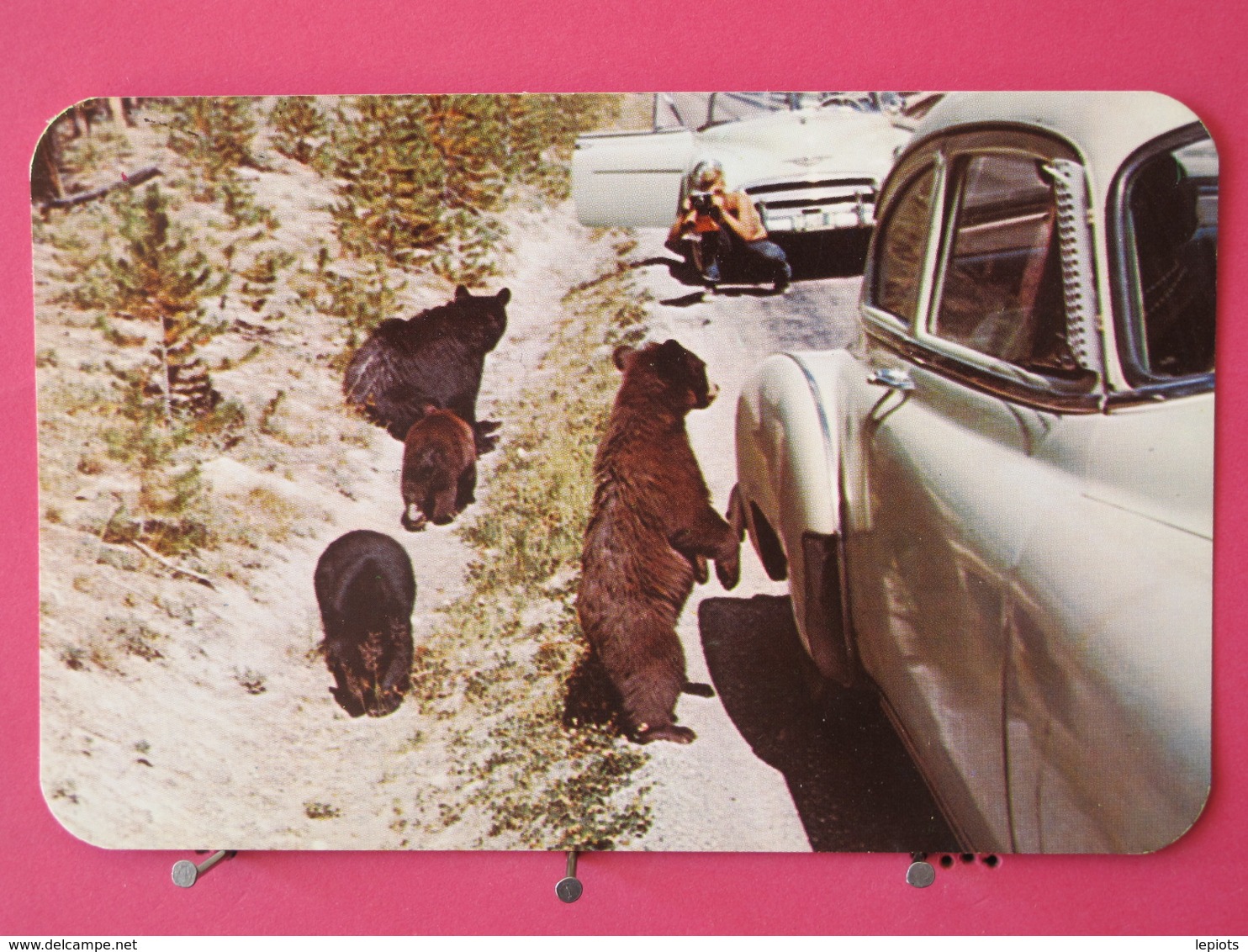 Visuel Très Peu Courant - Etats Unis - Bear Beggars In Yellowstone National Park - Scans Recto-verso - Billings