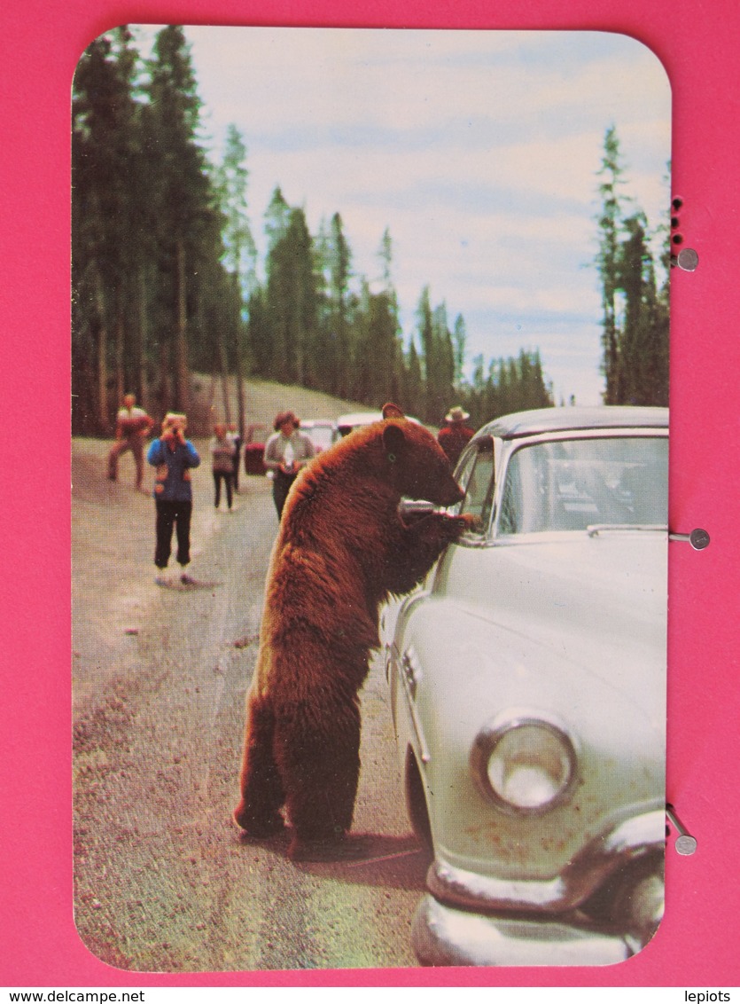 Etats Unis - Hold-up Bear At Yellowstone National Park - Scans Recto-verso - Billings