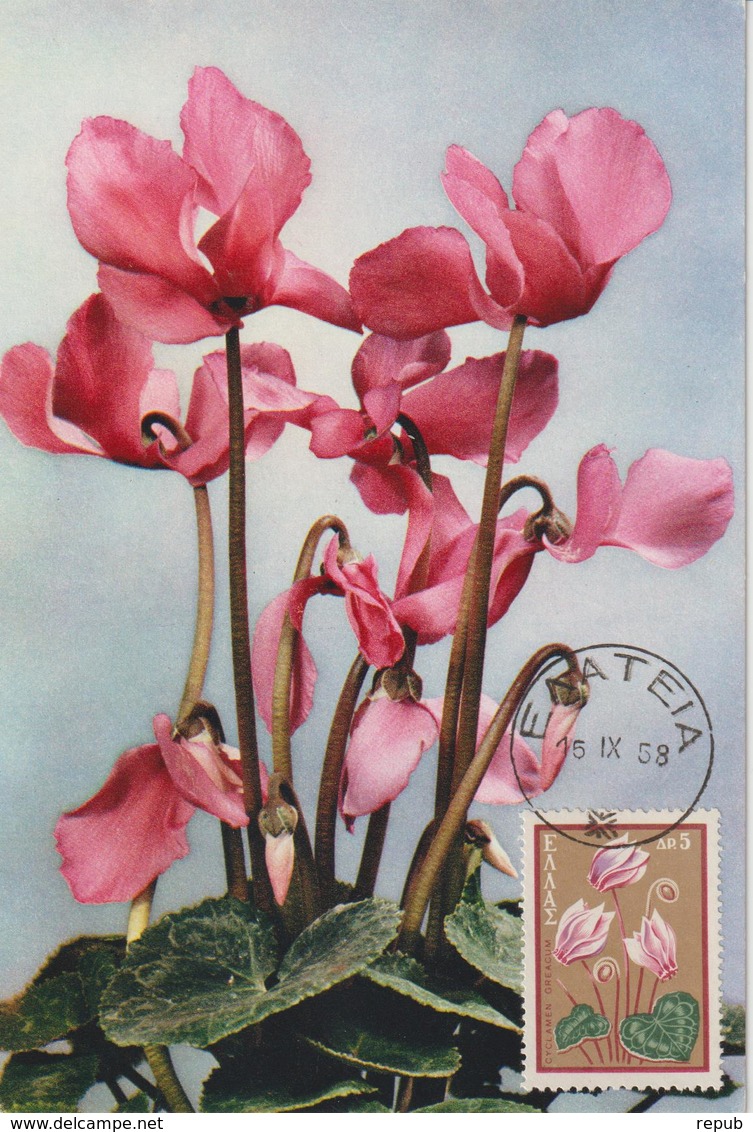 Grèce Carte Maximum Fleurs 1958 Cyclamen 667 - Cartes-maximum (CM)