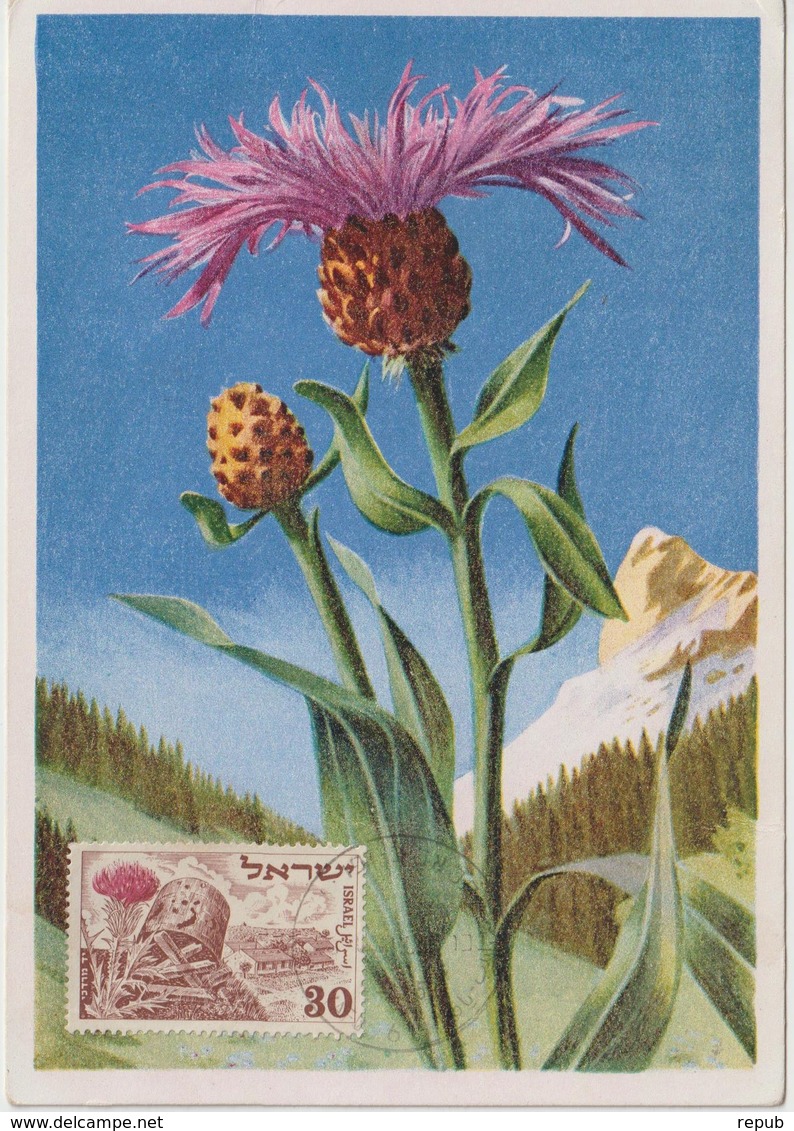 Israel Carte Maximum Fleurs 1952 Chardon 54 - Maximum Cards