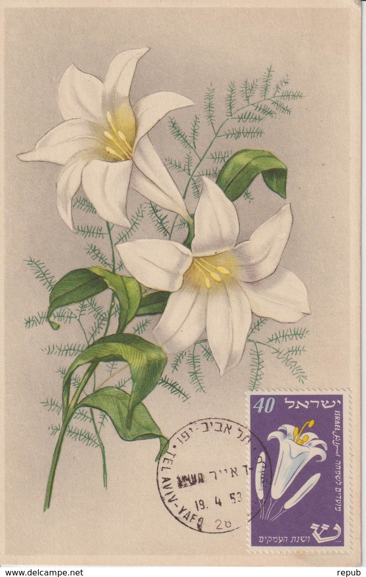 Israel Carte Maximum Fleurs 1952 Rose De Sharon 59 - Maximumkaarten