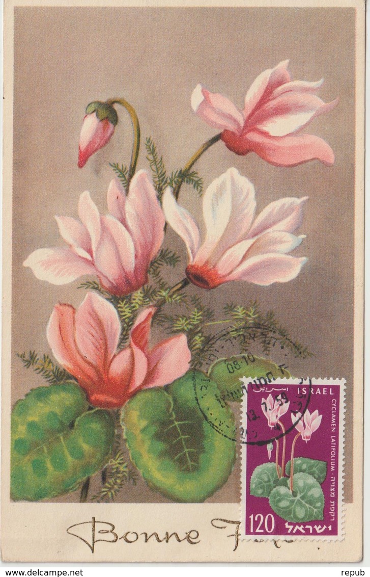 Israel Carte Maximum Fleurs 1959 Cyclamens 153 - Cartoline Maximum