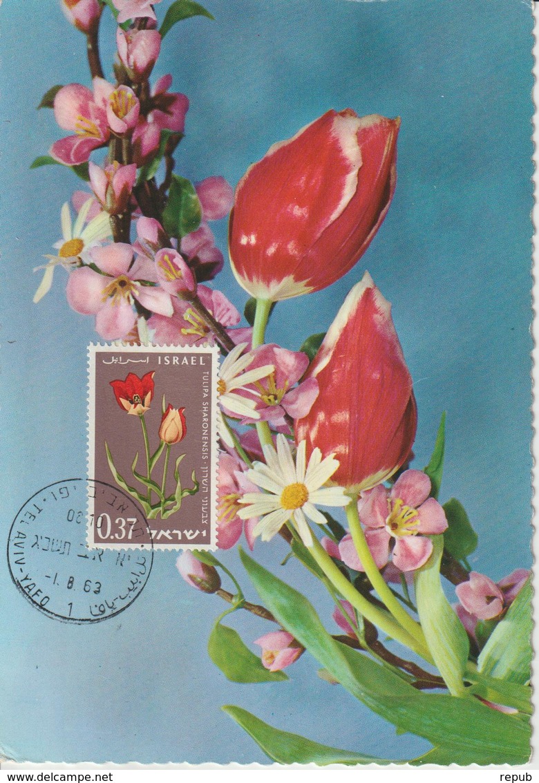 Israel Carte Maximum Fleurs 1963 Tulipe De Sharon 236 - Cartoline Maximum