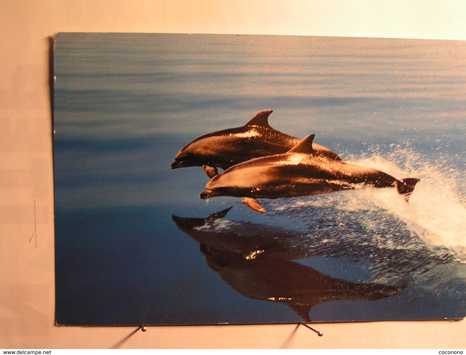 Animaux - Dauphins - Dolphins