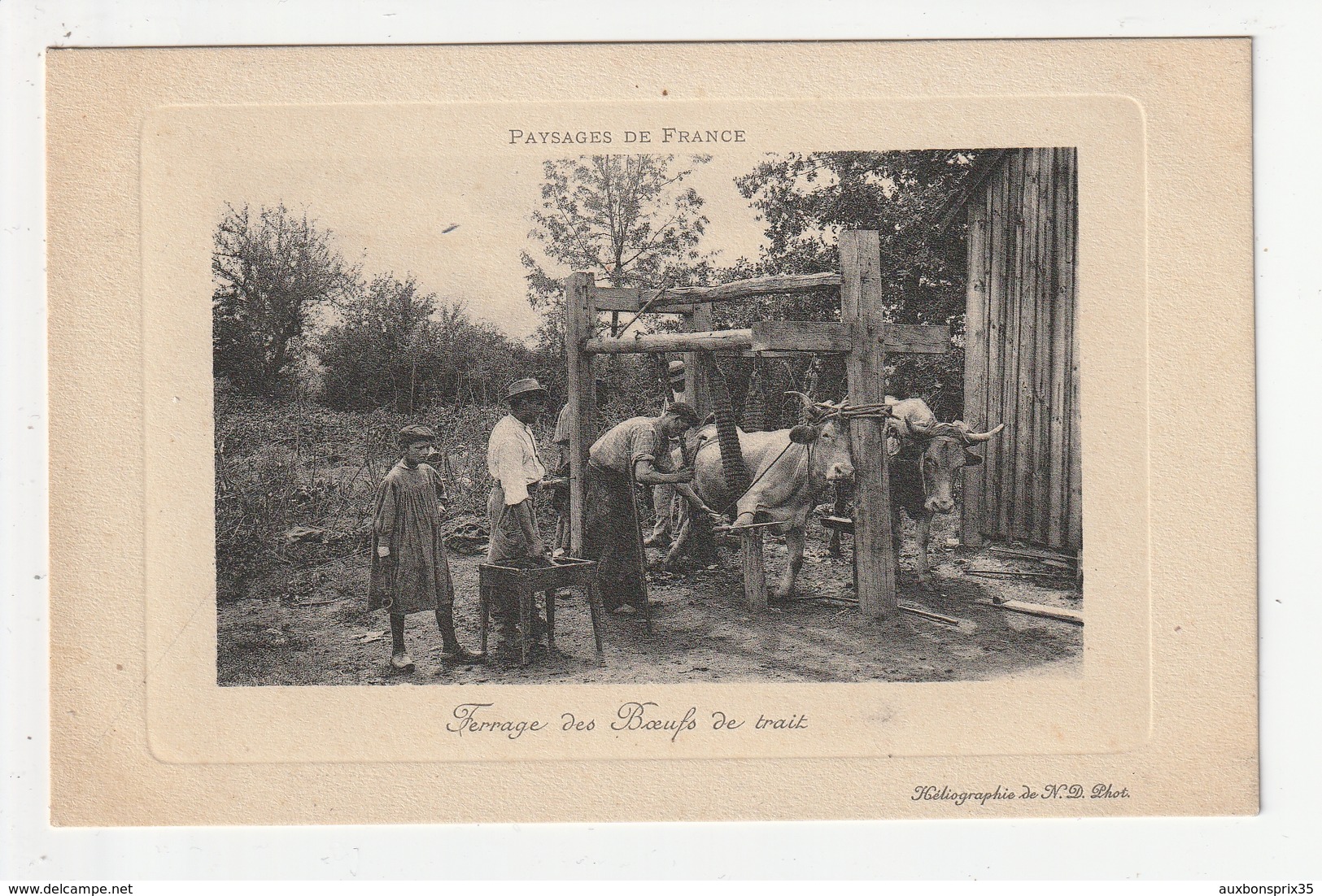 PAYSAGE DE FRANCE - FERRAGE DES BOEUFS DE TRAIT - Elevage