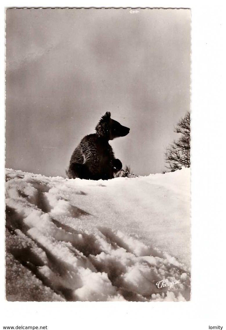 65 Les Pyrénées Ourson Dans La Neige , Ours CPSM PF - Autres & Non Classés