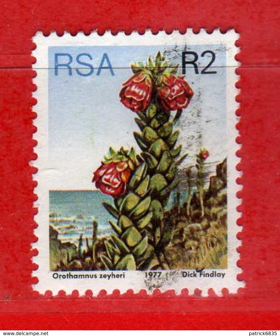 (Us3) SOUTH AFRICA. RSA - 1977 - Fleur - Orothamnus Zeyheri. 2.r  Yvert 432. USATO.  Vedi Descrizione. - Usati