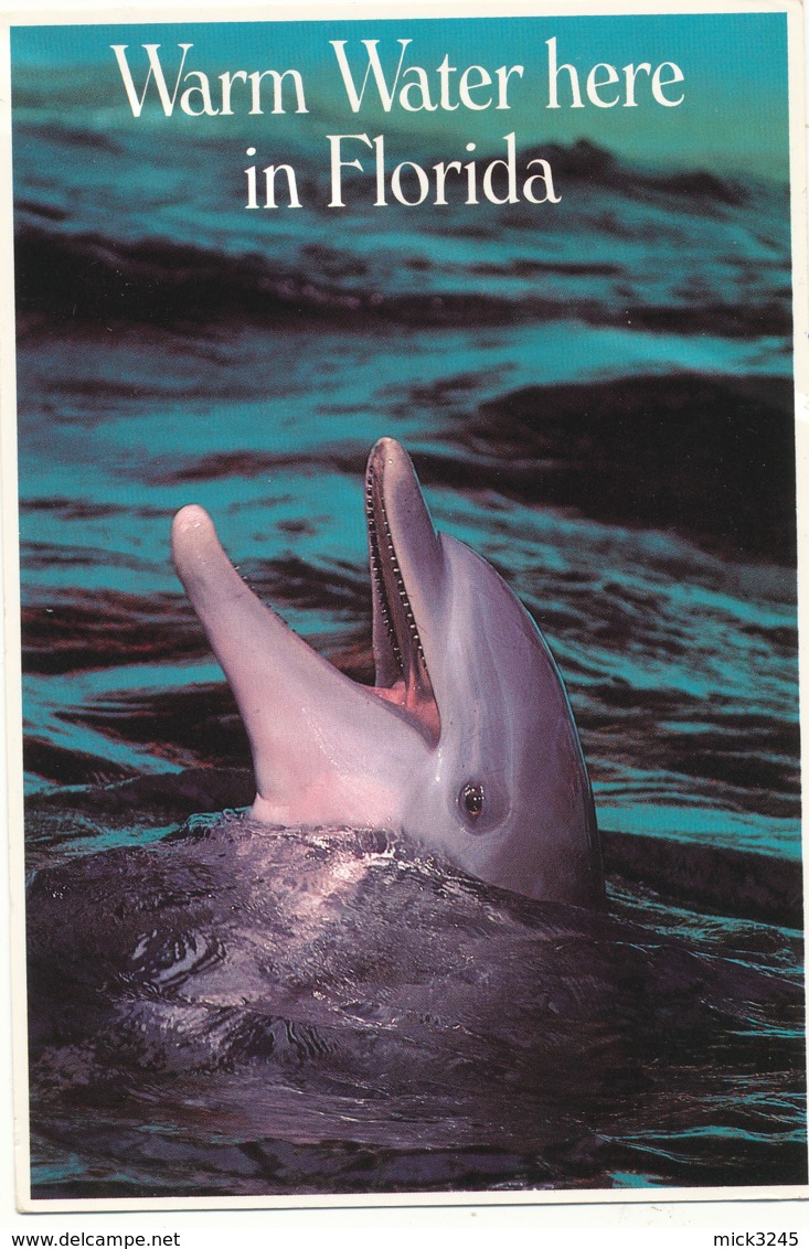 Dauphin En Floride - Dauphins