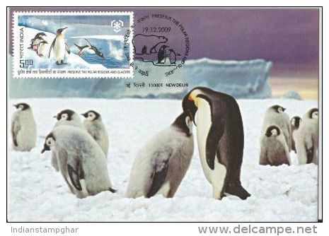 India 2009 , Penguins, Preserve The Polar Regions And Glaciers, Maximum Card - Preservare Le Regioni Polari E Ghiacciai