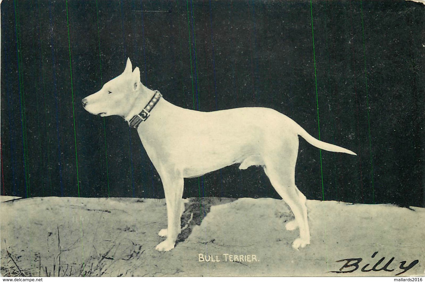 BULL TERRIER "BILLY" ~ AN OLD POSTCARD #87927 - Dogs