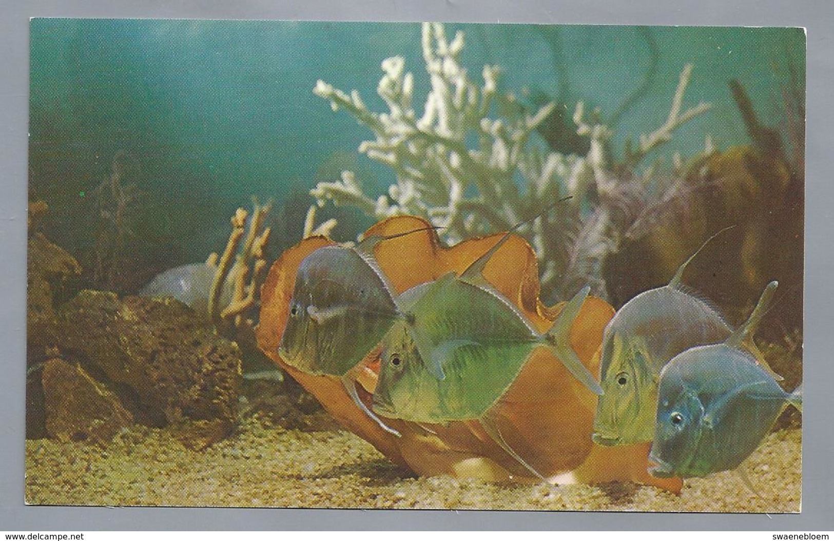 US.- MIAMI, FLORIDA. Miami's Fabulous Seaquarium. Sea Wonder Of The World. - Fish & Shellfish
