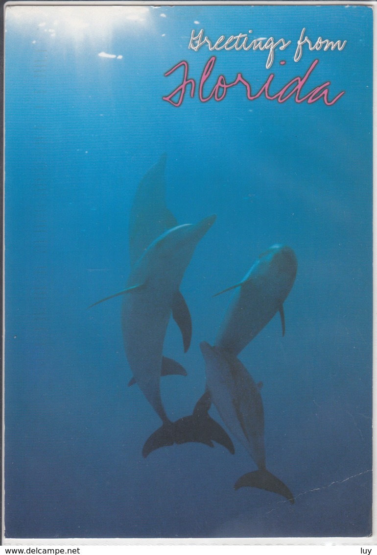 DOLPHINS In Florida,  Delphine Delfin  Large Format - Delphine