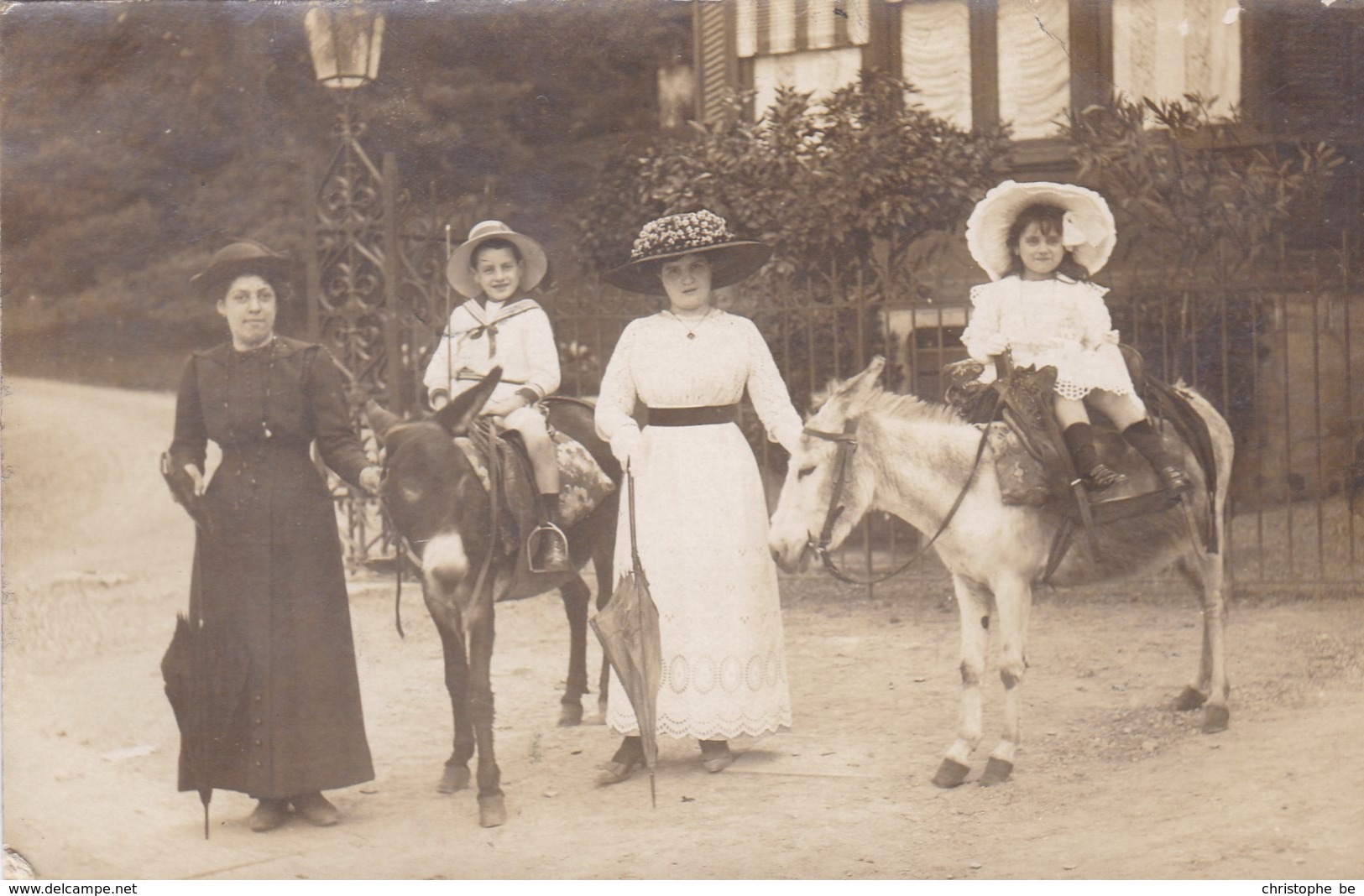 Carte Photo, Fotokaart, Donkeys, Ezels, ânes,  (pk58552) - Photographie