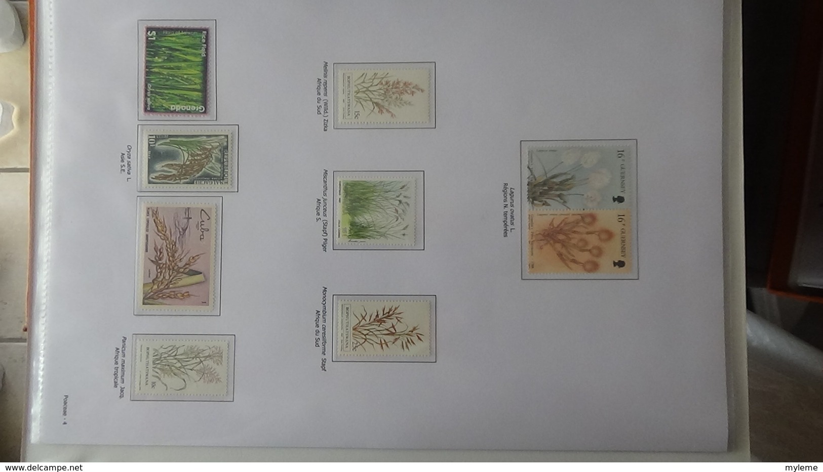 Dispersion d'une grosse collection thématique dont les Plantes Angiospermes Tome 1 . A saisir !!!