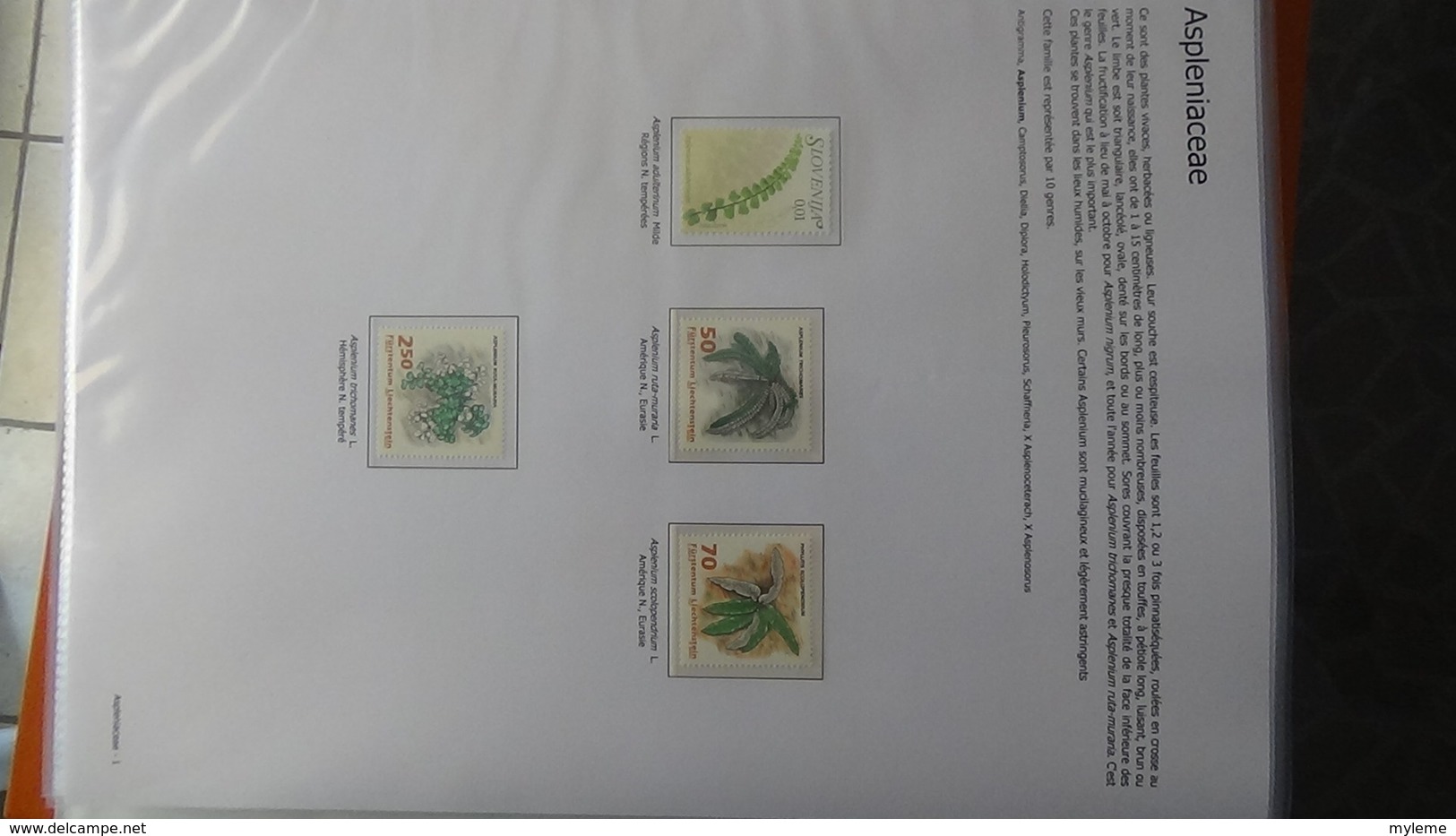 Dispersion d'une grosse collection thématique dont les Plantes Gymnospermes/Mousses/ Fougères . A saisir !!!