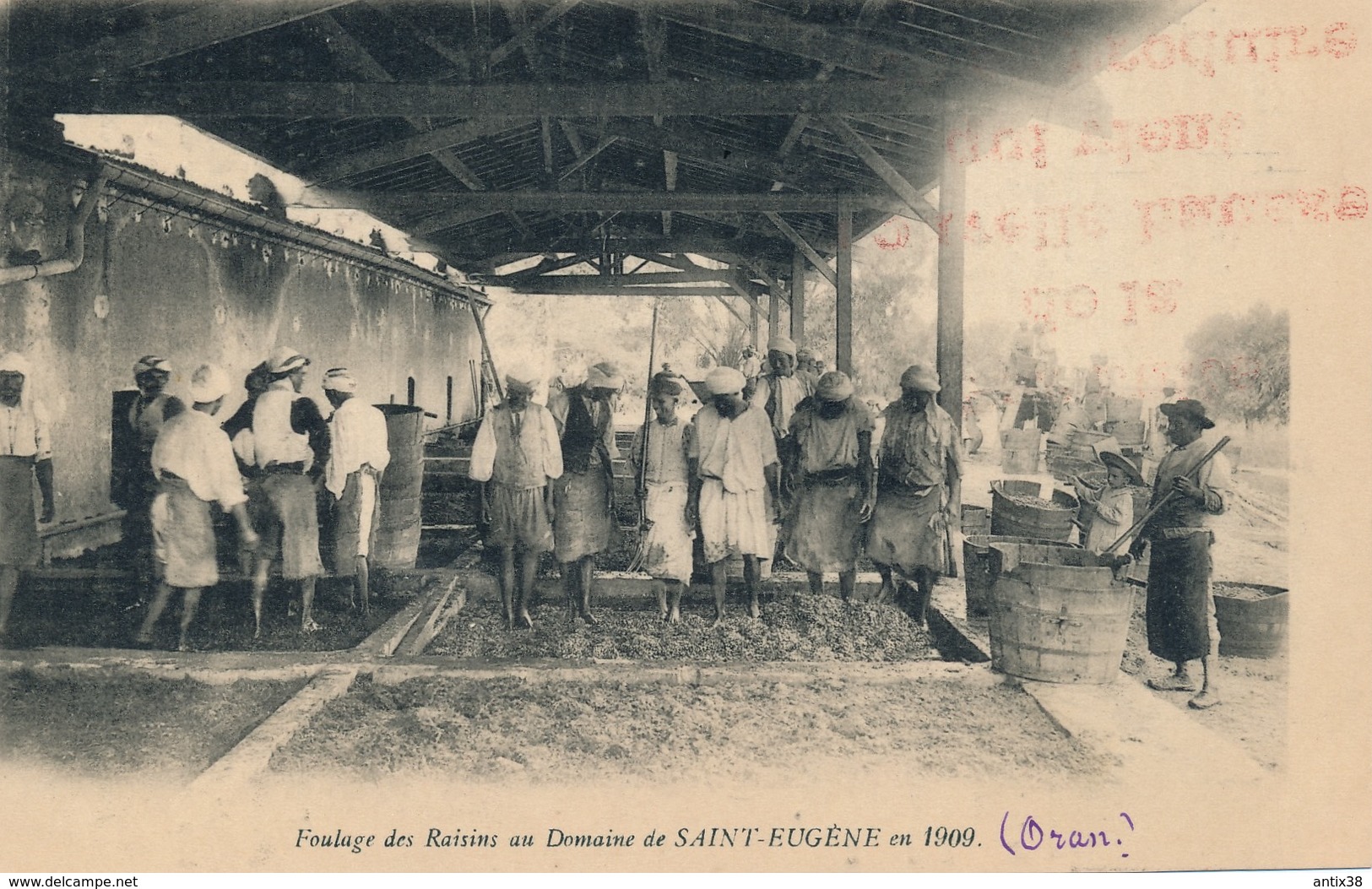 N71 - ALGÉRIE - ORAN - Foulage Des Raisins Au Domaine De Saint-Eugène En 1909 - Oran