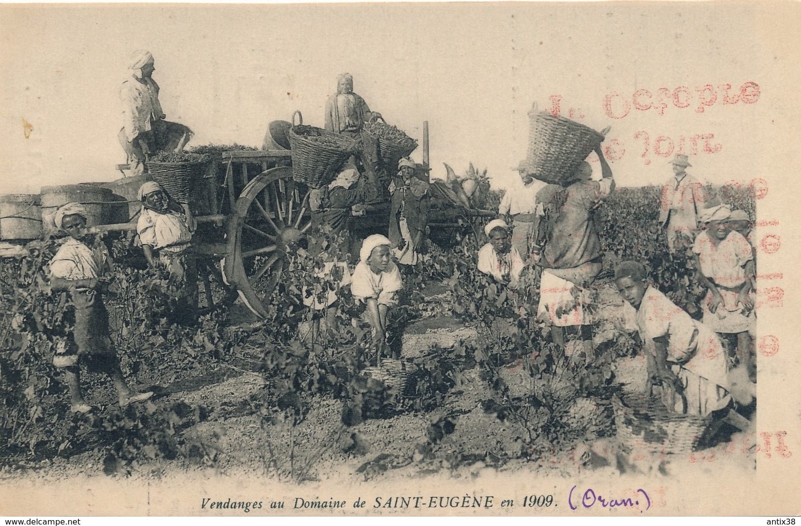 N71 - ALGÉRIE - ORAN - Vendanges Au Domaine De Saint-Eugène En 1909 - Oran