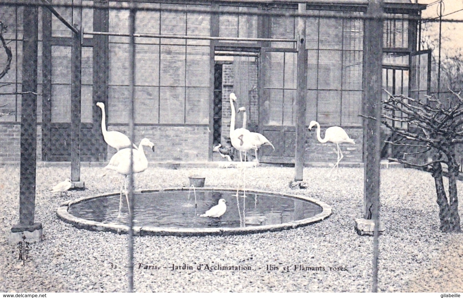 75 - PARIS 16 - Jardin Zoologique D Acclimatation De PARIS - Ibis Et Flamants Roses - Arrondissement: 16