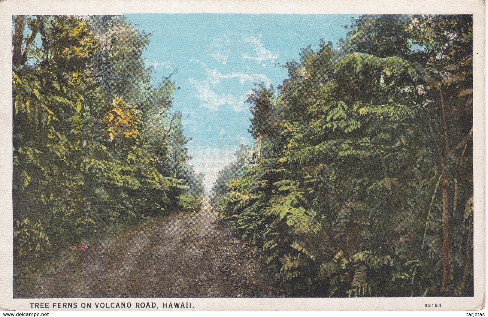 POSTAL DE HONOLULU DE TREE FERNS ON VOLCANO ROAD  (HAWAII) - Honolulu