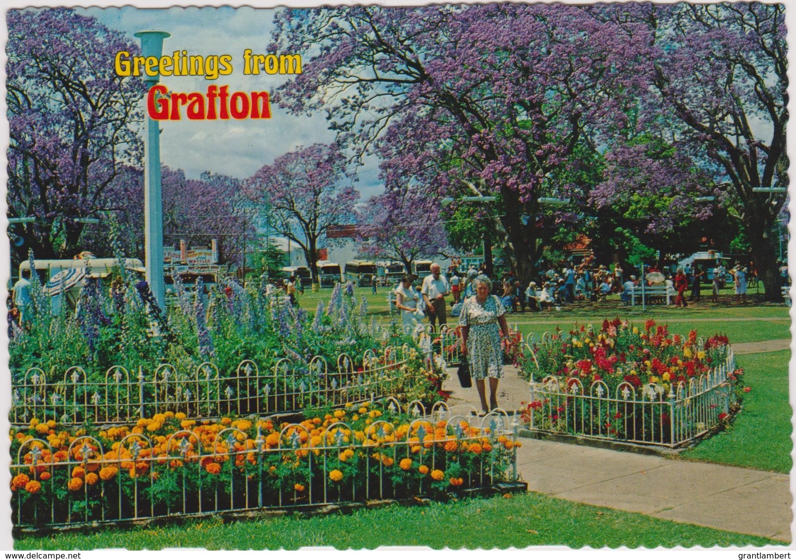 Jacaranda Time In Market Square, Grafton, New South Wales - Unused - Other & Unclassified