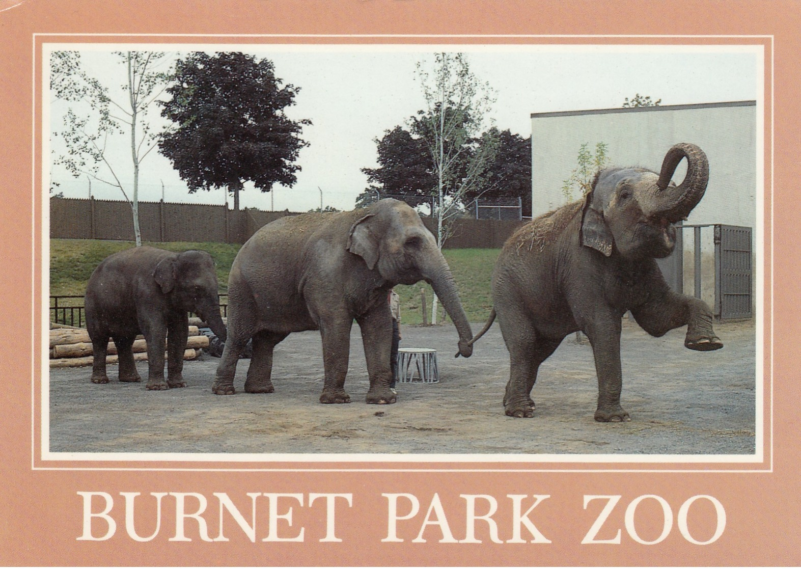 SYRACUSE, New York, 1950-60s; Burnet Park Zoo, Elephants "Romany", "Babe" And "Siri" - Elephants