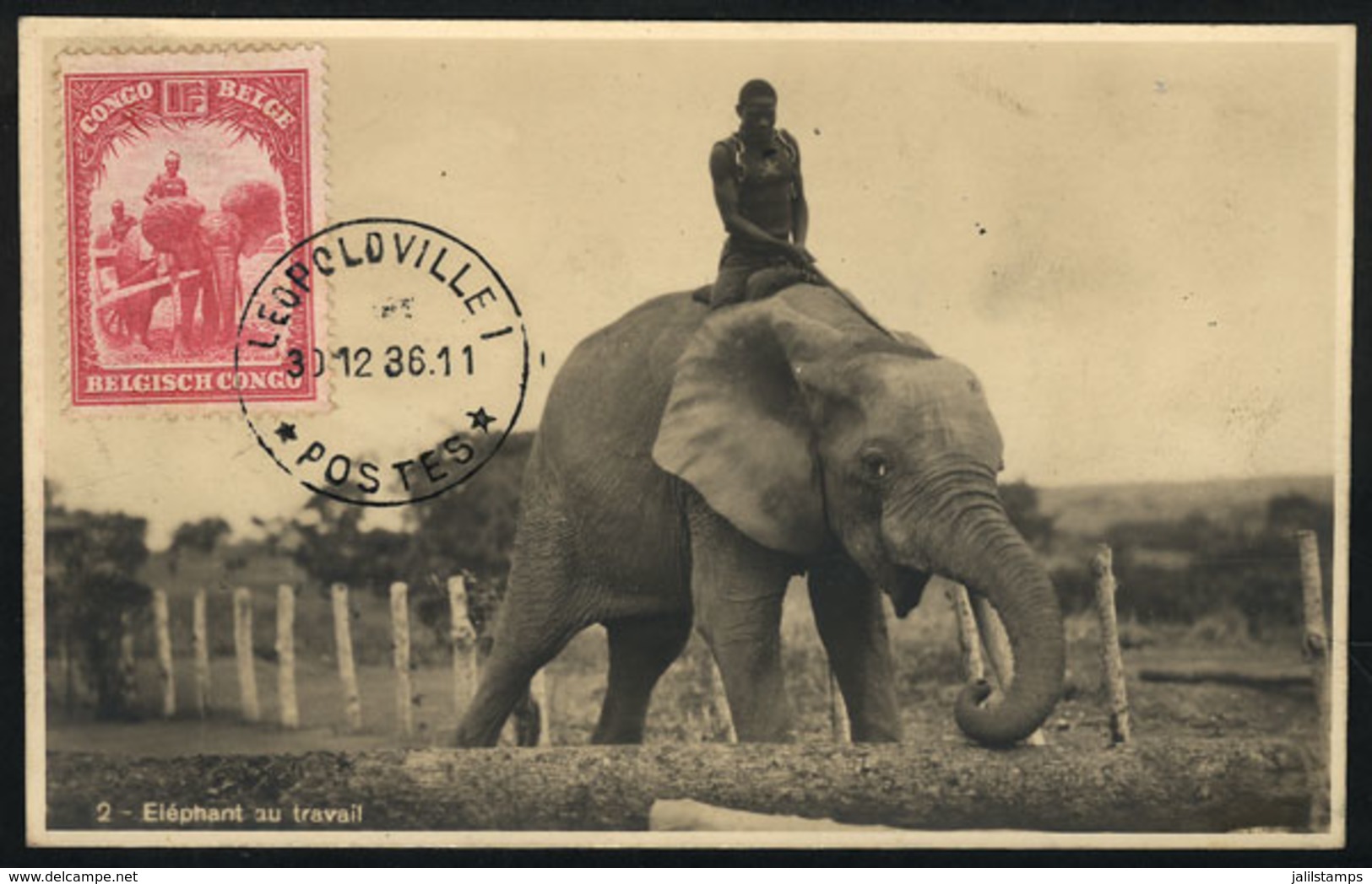 BELGIAN CONGO: ANIMALS: Elephan At Work, Maximum Card Of DE/1936, VF Quality - Andere & Zonder Classificatie