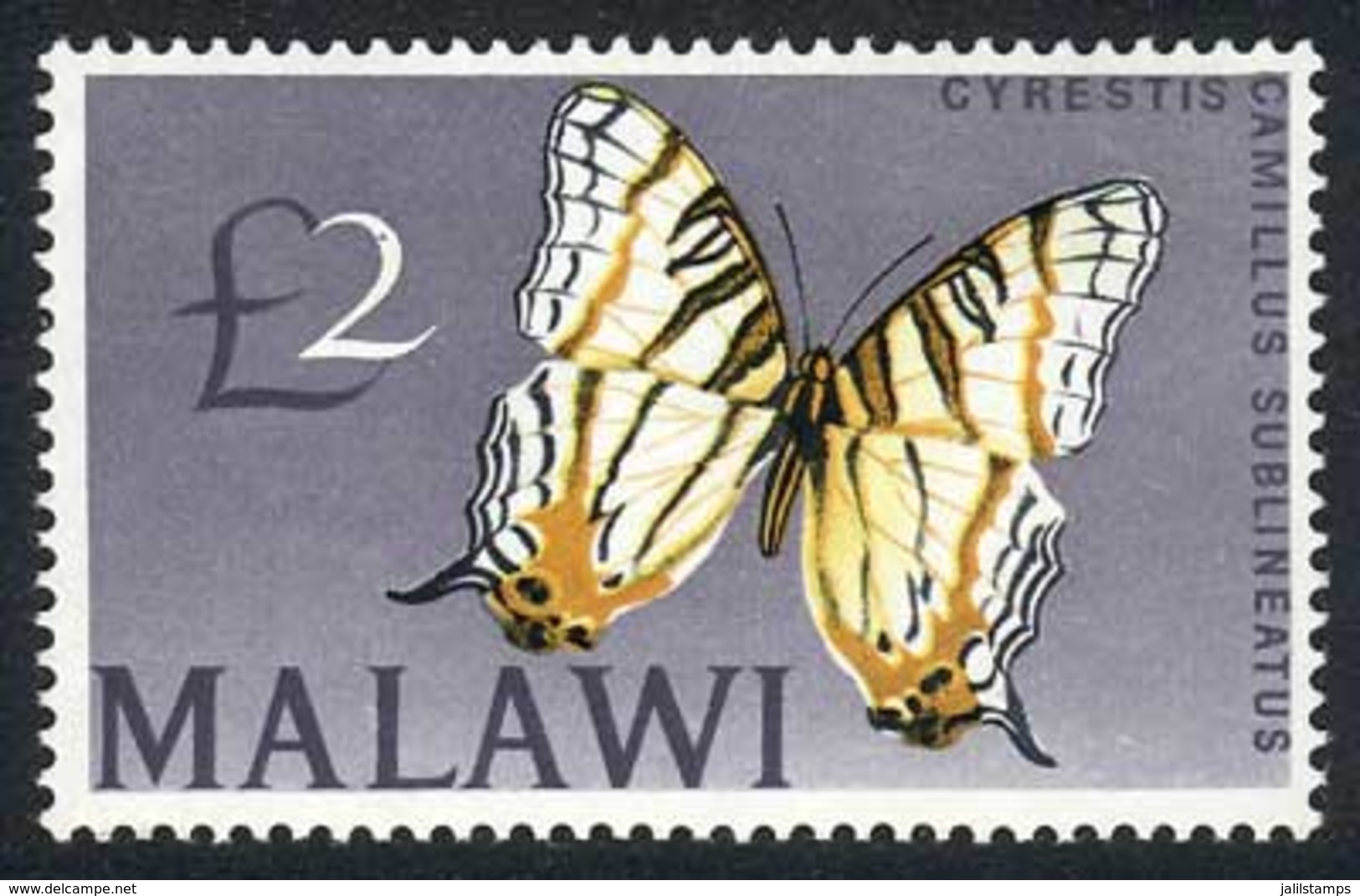 MALAWI: Sc.51, Butterfly, Mint Never Hinged, Excellent Quality! - Malawi (1964-...)