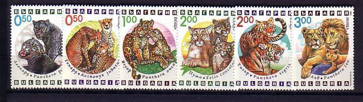 1992 Fauna W.ANIMALS - FELINES  6 V.- MNH  BULGARIA  / Bulgarie - Neufs