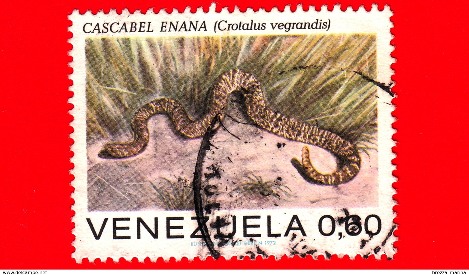 VENEZUELA - Usato - 1972 - Rettili - Serpenti - Crotalus Vegrandis - 0.60 - Venezuela