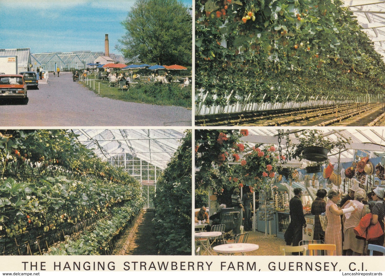 Postcard The Hanging Strawberry Farm St Saviour Guernsey By Guernsey Press My Ref  B23530 - Guernsey