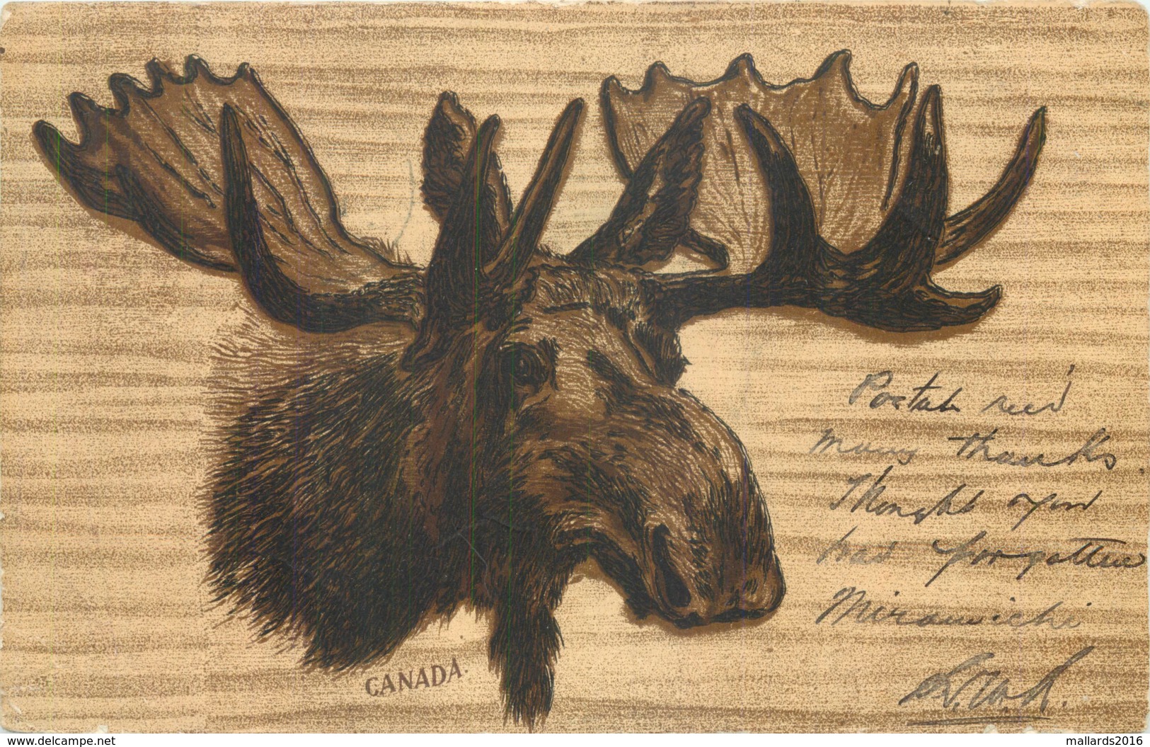 POSTED 1906 SOUVENIR POSTCARD OF A MOOSE HEAD~ A VINTAGE POSTCARD #90508 - Unclassified