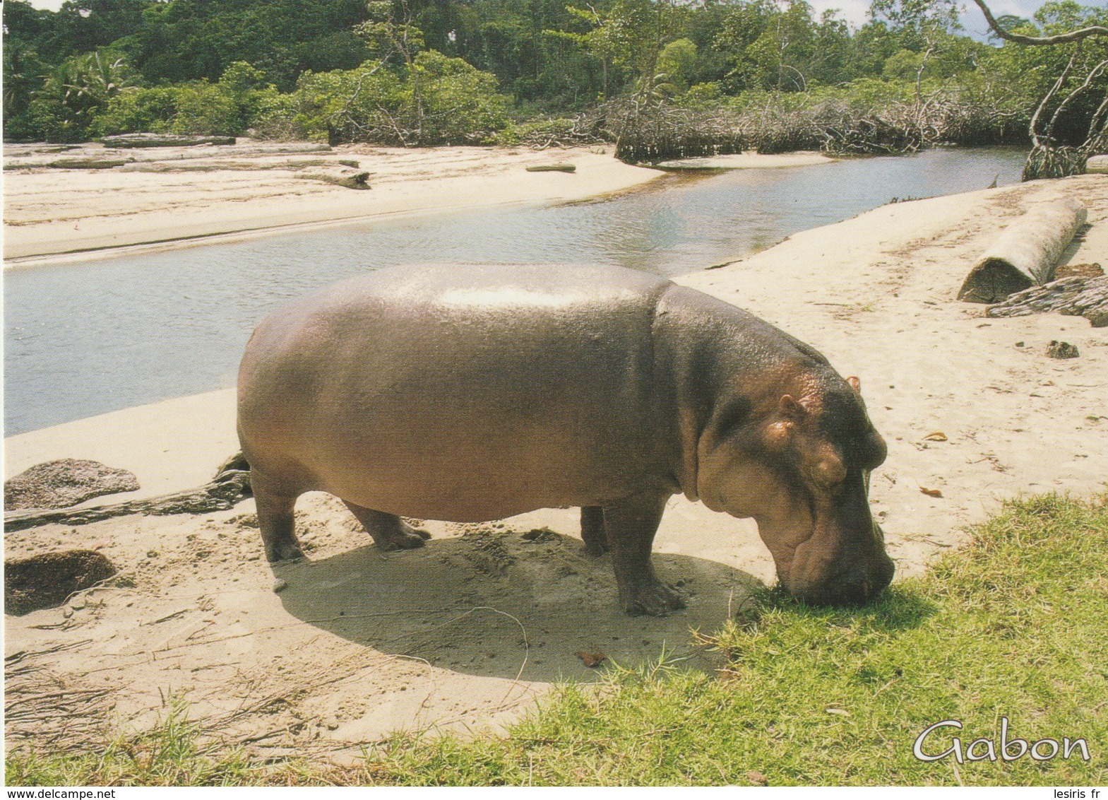 CP - PHOTO - FAUNE DU GABON - HIPPOPOTAME - A 663 K - TROPICOLOR - Gabón