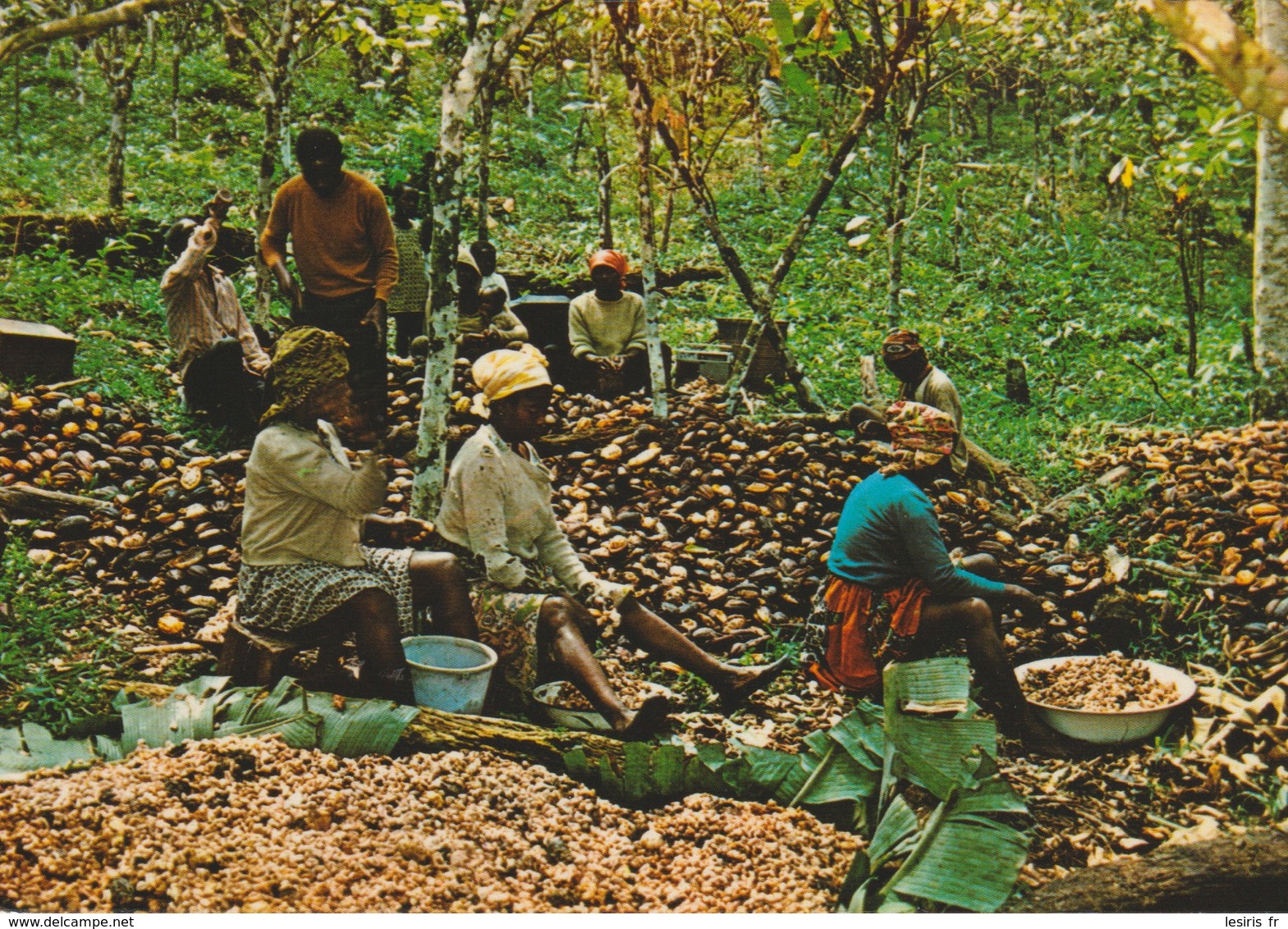 CP - PHOTO - IMAGES DU GABON - DECORTICATION DES CABOSSES DE CACAO DANS LE WOLEU N'TEM - A 178 D - J . TROLEZ - Gabón